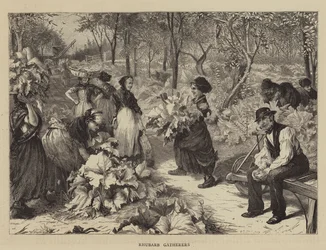 Cueilleurs de rhubarbe